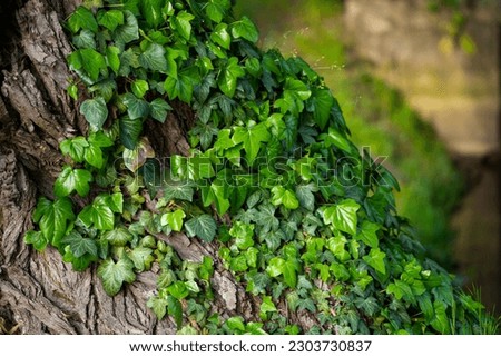 Ivy, Hedera helix or European ivy climbing on rough bark of a tree. Close up photo. Royalty-Free Stock Photo #2303730837