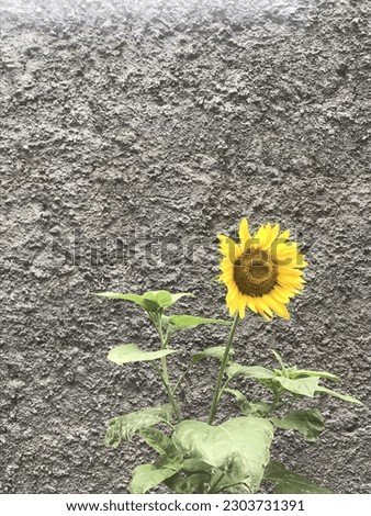 a beautiful yellow sunflower with green leaves and crusty rough background