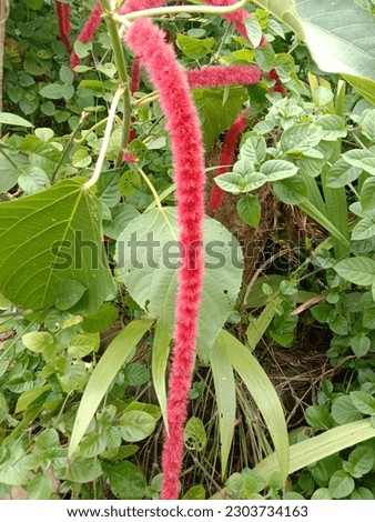 unique ornamental plant with long, hairy pink or red color like a caterpillar with green leaves in Indonesia
