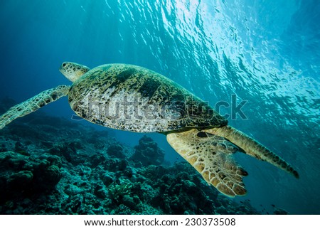 Green sea turtle swimming in Derawan, Kalimantan, Indonesia underwater photo. Chelonia mydas swim above the coral reefs.