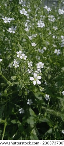 Kachim plant with white flowers in nature Royalty-Free Stock Photo #2303737307