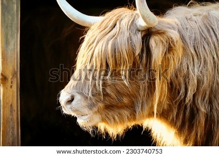 A close-up shot of a face of a highland cattle on a sunny day