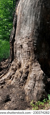 Tree bark, stump large background Royalty-Free Stock Photo #2303742821