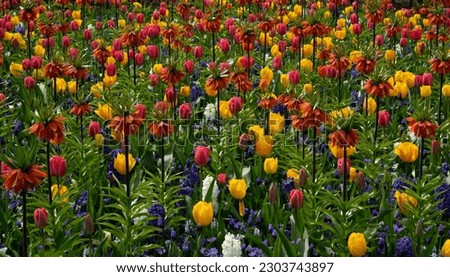 Beautiful and colorful tulips and yellow nacrissus and other flowers 