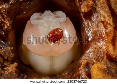 Varroa destructor bee parasite on a pupa of honey bee (drone) Royalty-Free Stock Photo #2303746723