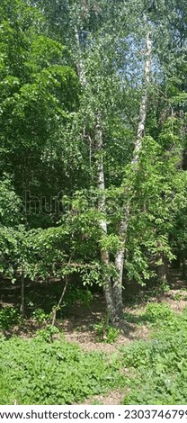 Green trees grass nature Park Royalty-Free Stock Photo #2303746799