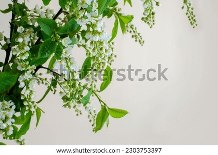 White flowers of flowering cherry tree. Close-up of flowering tree Prunus padus with small white flowers. Concept of spring. Royalty-Free Stock Photo #2303753397