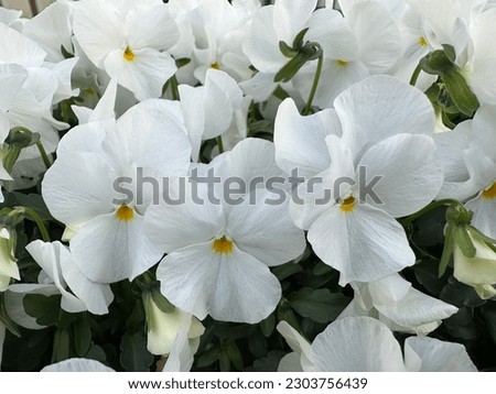 white flowers "Pansies". Viola. Gardening