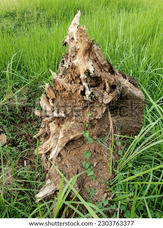 A large tree stump that had begun to rot among the green weeds