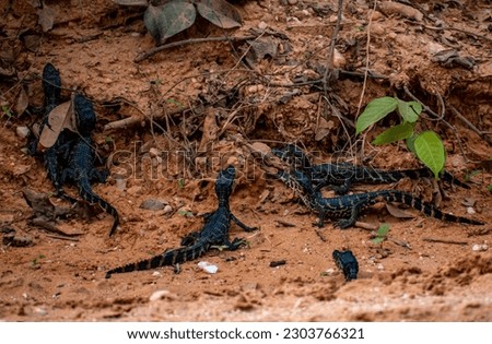 Baby Crocodile hatchlings crossing the transpantaneira road