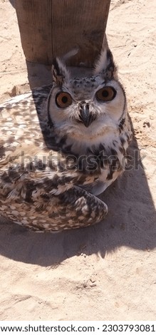 An eagle owl resting under the shade