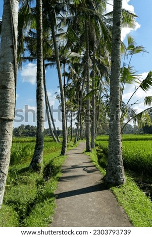 Pathway through rice fields in Bali, Indonesia. Bali is a famous tourist destination of Asia.