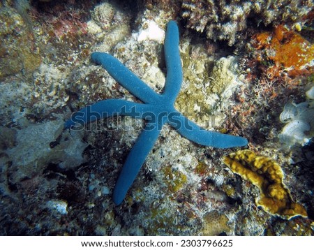 Linckia laevigata is a species of starfish (Asteroidea) that inhabits tropical waters of the Indo-Pacific. This picture was taken in the waters of the Riau Archipelago province of Indonesia