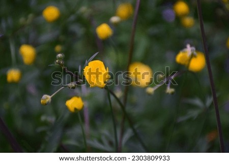 Trollius europaeus). yellow wildflowers. small flowers sunny days flowers on a green field.