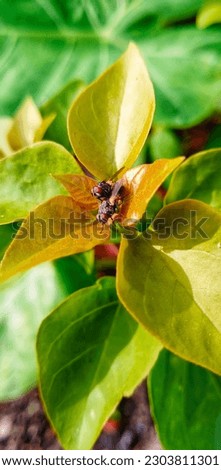 A fly mating on a leaf