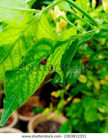 A ladybug sitting on a green leaf 