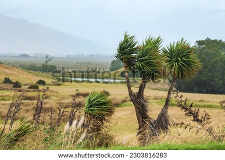 Yucca plants blown by strong wind during a hurricane in Otago South Island New Zealand Royalty-Free Stock Photo #2303816283