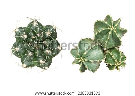 a set of succulent plants houseplant, isolated, top view, high quality