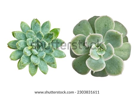 a set of succulent plants houseplant, isolated, top view, high quality