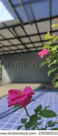 Two pink roses blooming outdoor under the roof and in front of blue tiles 
