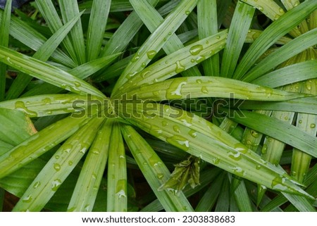 Close up view of palm leaves from the Palm tree background. Selective focus.