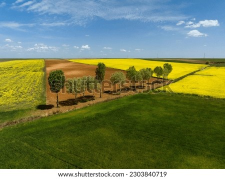 rapeseed field with aligned trees and vibrant colors in blue, yellow and green sky, for computer and mobile wallpaper. Royalty-Free Stock Photo #2303840719