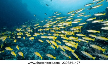 School of Bigeye yellow snapper fish at Richelieu Rock, a famous scuba diving dive site and exotic underwater landscape in Thailand. Royalty-Free Stock Photo #2303841497