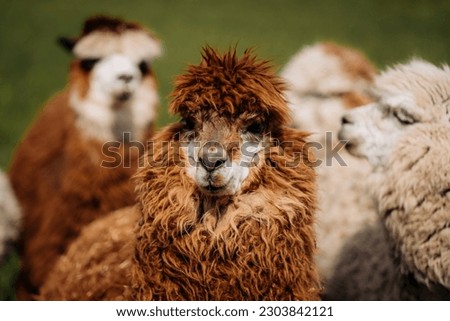 Curious alpaca posing for a photo, resting in a meadow