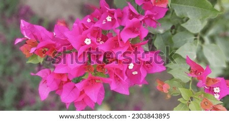 This is the picture of Natural Pink Flowers with Leaves. The leaves in it are little blur to focus main object which are Natural Pink Flowers.
