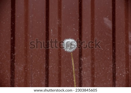 A white dandelion is visible against the background of a metal fence