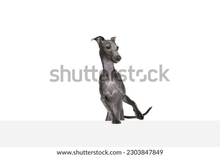 Portrait with playful Italian greyhound with brown fur posing with happy face isolated over white color studio background. Pet looks healthy and joyful. Friend, love, care, animal health, ad concept