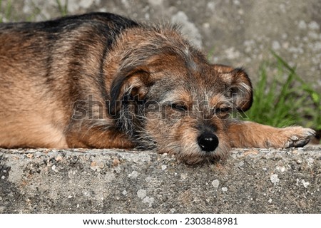 Border terrier dog sleeping on a step Royalty-Free Stock Photo #2303848981