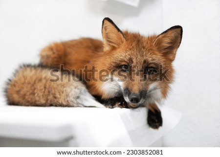 domestic fox at the veterinarian's appointment