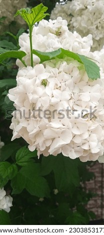 Hydrangea paniculata grows in nature Royalty-Free Stock Photo #2303853177