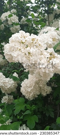 Hydrangea paniculata grows in nature Royalty-Free Stock Photo #2303853471