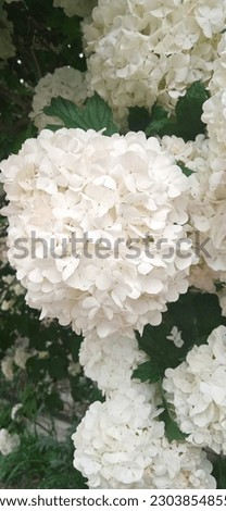 Hydrangea paniculata grows in nature Royalty-Free Stock Photo #2303854855