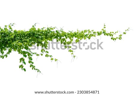 leaf vine isolates on a white background Royalty-Free Stock Photo #2303854871