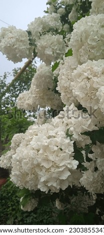 Hydrangea paniculata grows in nature Royalty-Free Stock Photo #2303855347