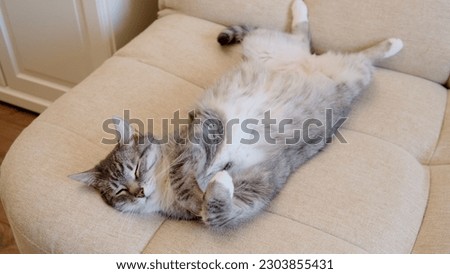 Senior cat lies on the sofa, relaxing in the comfort of their home. An old pet rests on the back of a couch, enjoying the peace and quiet of their surroundings Royalty-Free Stock Photo #2303855431