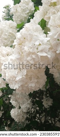 Hydrangea paniculata grows in nature Royalty-Free Stock Photo #2303855919