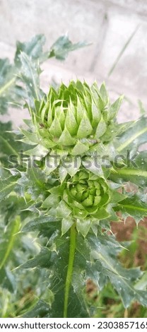 Drooping thistle grows in nature Royalty-Free Stock Photo #2303857165