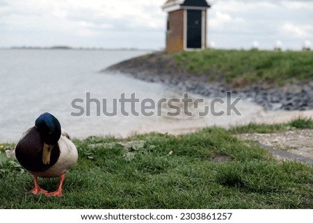 A duck in Volendam, Netherlands