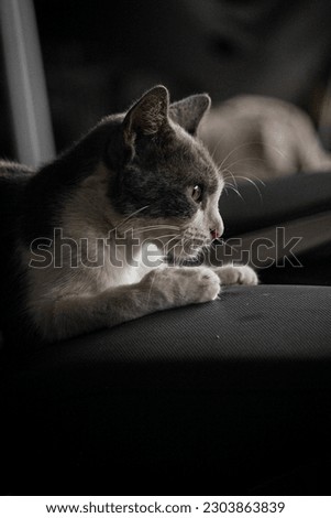 a gray and white cat facing the light. Stock Photo