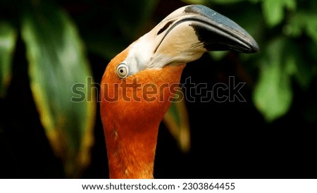 A bird with a long beak and a large beak