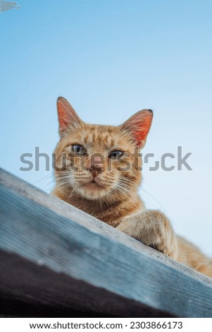 Photo of a curious orange cat under a blue sky from below. Stock Photo