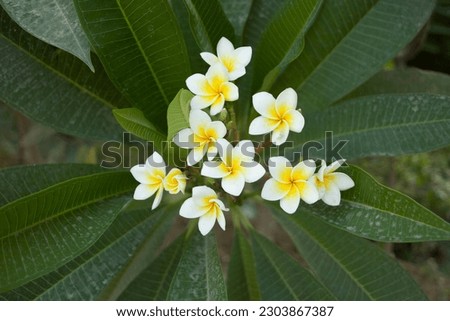 frangipani flower blooms under the sun in the summer - Stock Photo