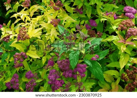 Leaves and flowers of spirea.