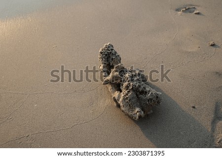 coral on the beach sand