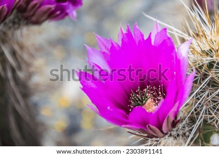 The purple blooms of the hedgehog cactus (Echinocereus triglochidiatus), or Claretcup cactus of Arizona in full sunlight. Royalty-Free Stock Photo #2303891141