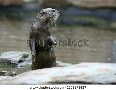 Asian small-clawed otter on waterside after swimming in a standing pose